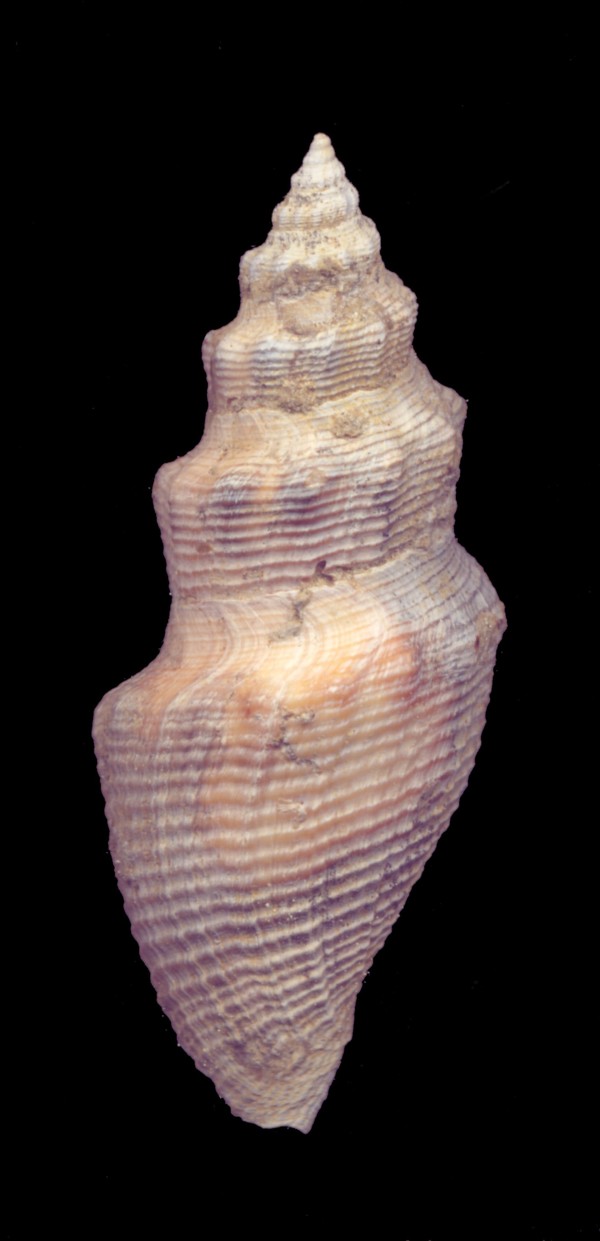 Pseudotoma  intorta (Brocchi,1814)